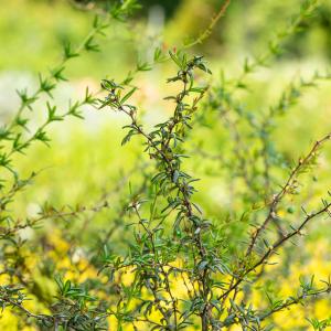 Berberis stenophylla