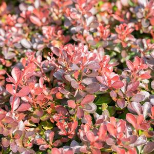 Berberis thunbergii 'Atropurpurea nana'