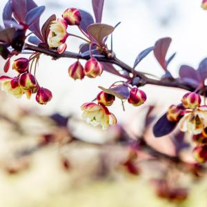 Berberis thunbergii 'Atropurpurea'