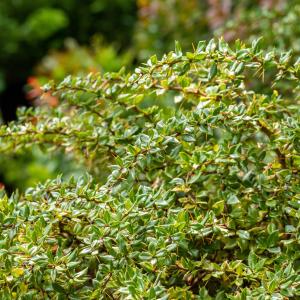 Berberis verruculosa