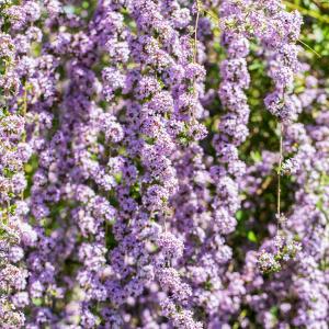 Buddleja alternifolia