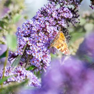 Buddleja davidii 'Empire Blue'