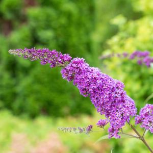 Buddleja davidii 'Ile De France'