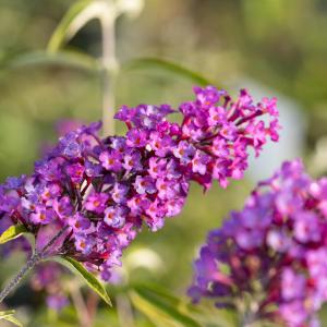 Buddleja davidii 'Nanho Purple'