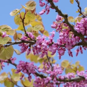 Cercis siliquastrum