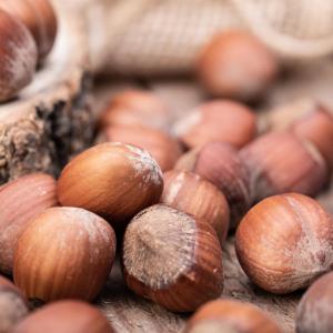 Corylus 'Géant de Halle'