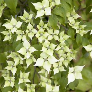 Cornus kousa chinensis