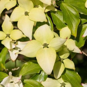 Cornus kousa 'Schmetterling'