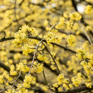 Cornus mas