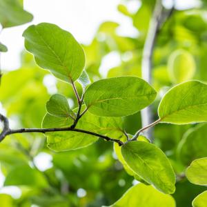 Cydonia oblonga 'Vranja'