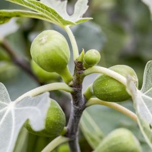 Ficus carica