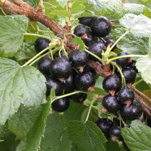 Ribes nigrum 'Titania'