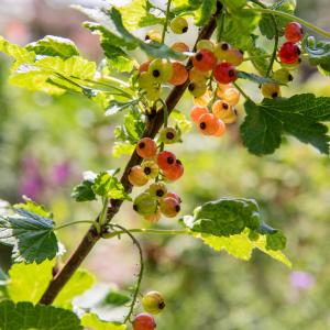 Ribes rubrum 'Rolan'
