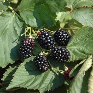Rubus fruticosa 'Black Satin'
