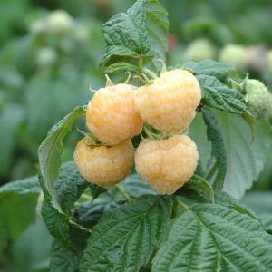 Rubus idaeus 'Fallgold'