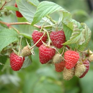 Rubus idaeus 'Heritage'