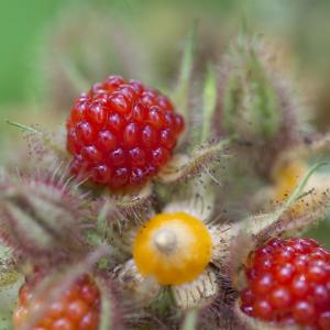 Rubus fruticosa 'Phoenicolasius'