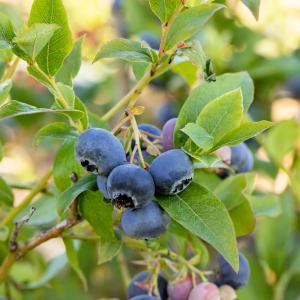 Vaccinium corymbosum 'Bluecrop'
