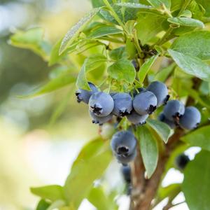 Vaccinium corymbosum 'Jersey'