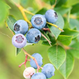 Vaccinium corymbosum 'Patriot'