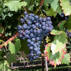 Vitis vinifera 'Boskoop Glory'