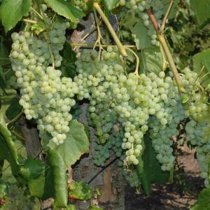 Vitis vinifera 'Grosse Perle de Hollande'