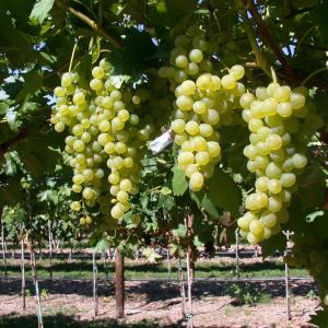 Vitis vinifera 'Vroege van der Laan'