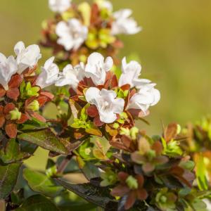 Abelia grandiflora