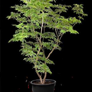 Acer japonicum 'Aconitifolium'