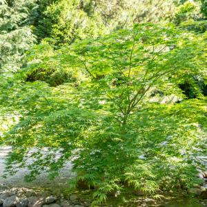 Acer palmatum