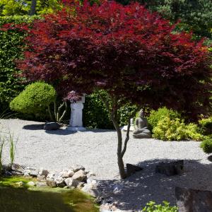 Acer palmatum 'Atropurpureum'