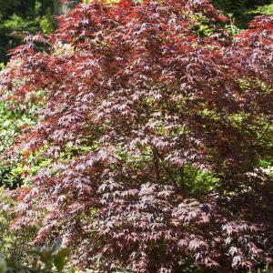 Acer palmatum 'Bloodgood'