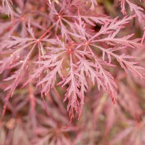 Acer palmatum 'Garnet'