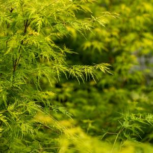 Acer palmatum 'Seiryu'