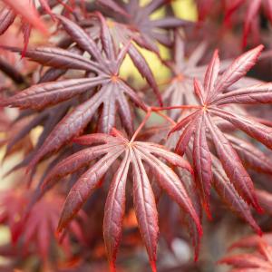 Acer palmatum 'Trompenburg'