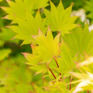 Acer shirasawanum 'Aureum'