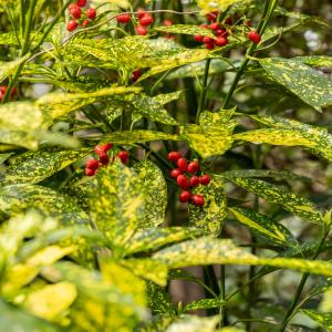 Aucuba japonica 'Variegata'