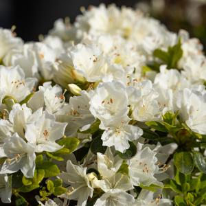 Azalea japonica 'Adonis'