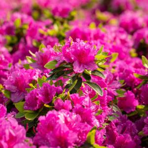 Azalea japonica 'Florida'