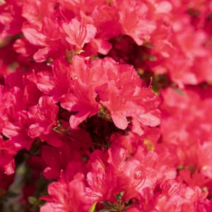 Azalea japonica 'Hino-Crimson'