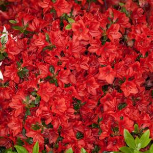 Azalea japonica 'Stewartstonian'