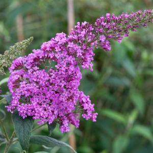 Buddleja davidii ' Border Beauty'