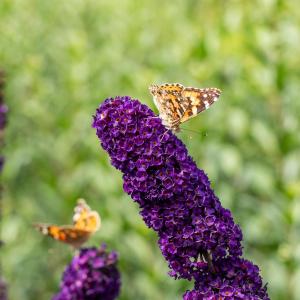 Buddleja davidii 'Black Knight'