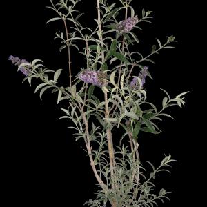 Buddleja davidii 'Nanho Blue'