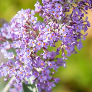 Buddleja 'Lochinch'