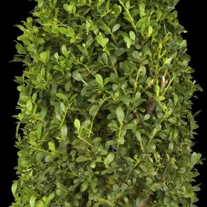 Buxus sempervirens 'Piramide'