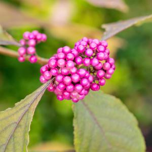 Callicarpa bodinieri 'Profusion'