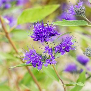 Caryopteris clandonensis 'Heavenly Blue'