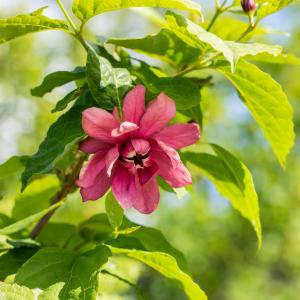 Calycanthus floridus