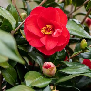 Camellia japonica rood